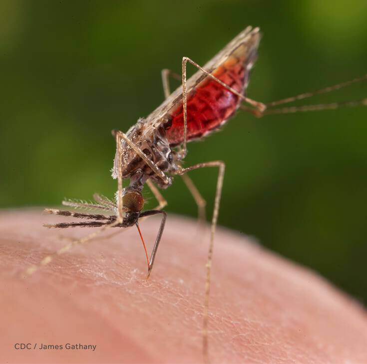 Eradicating Malaria In Nigeria