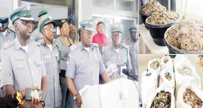 Customs Intercept Pangolin Scales Worth N3.9bn in Kebbi