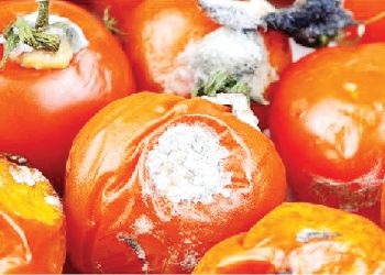 'If You See Rotten Tomatoes, Peppers in the Market, Run Away' -Doctor Warns Nigerians