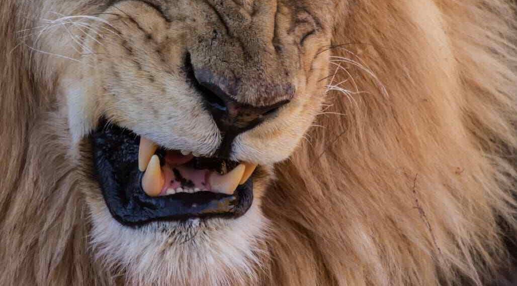 Lion Kills 35-Year-Old Worker at Obasanjo Library Zoo