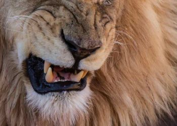 Lion Kills 35-Year-Old Worker at Obasanjo Library Zoo