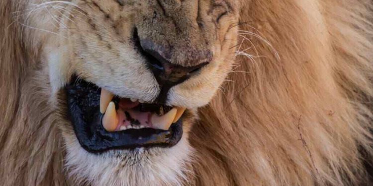 Lion Kills 35-Year-Old Worker at Obasanjo Library Zoo