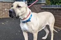 Man Pleads Guilty to Helping Woman Have Sex with a Dog, Causing the Animal Unnecessary Suffering