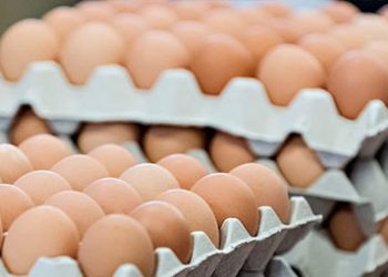 Rising Costs Push Egg Prices Beyond Reach for Many Nigerians, Poultry Industry Faces Crisis