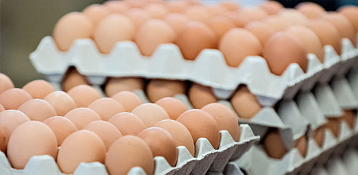 Rising Costs Push Egg Prices Beyond Reach for Many Nigerians, Poultry Industry Faces Crisis