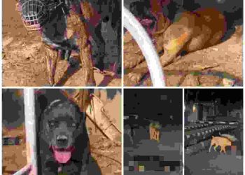 ATTACK: Police Arrest Man After His Dog Mauled Security Guard to Death in Lagos Estate