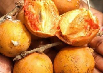 The Remarkable Health Benefits of African Cherry (Agbalumo)