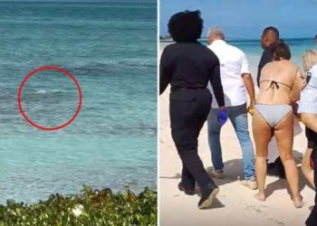 Woman Loses Hands to Shark Bite While Taking Its Photo (pics)