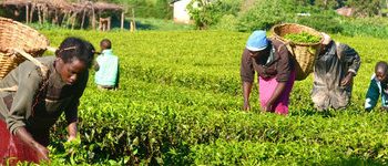 The Association of Organic Agriculture Practitioners of Nigeria (NOAN)