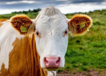 Nigeria Imports Danish Dairy Cattle to Double Milk Production