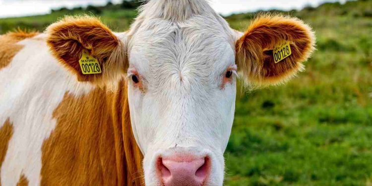 Nigeria Imports Danish Dairy Cattle to Double Milk Production