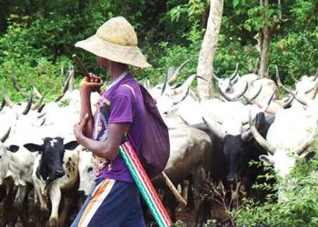 Abuja Herders Hack Farmer to Death After Arguement Over Their Cows Wandering into His Cassava Farm