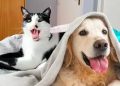 More dogs and cats move in as household disposable income grows in Africa