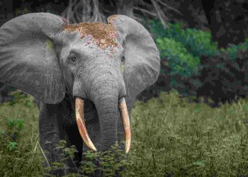 Elephants Kill Farmer In Ogun Community  