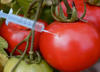 How GMO Foods Are Reshaping Nigeria's Dinner Tables – At What Cost?