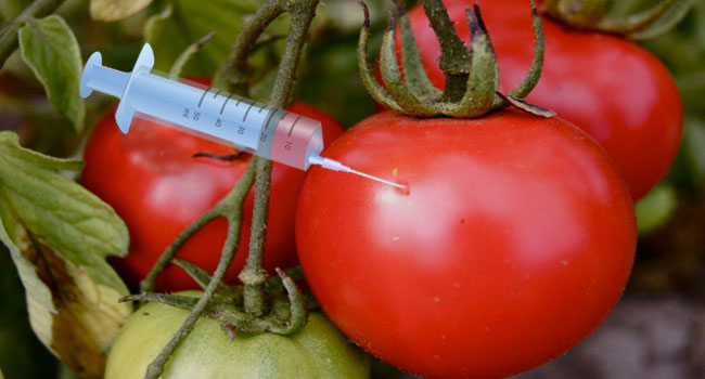 How GMO Foods Are Reshaping Nigeria's Dinner Tables – At What Cost?