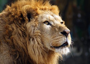 The Lion's Precarious Return: Signs of Hope Emerge from the African Wild