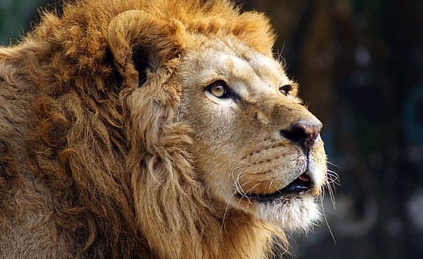 The Lion's Precarious Return: Signs of Hope Emerge from the African Wild