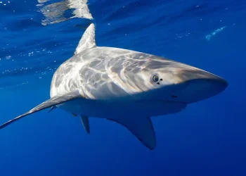 Shark