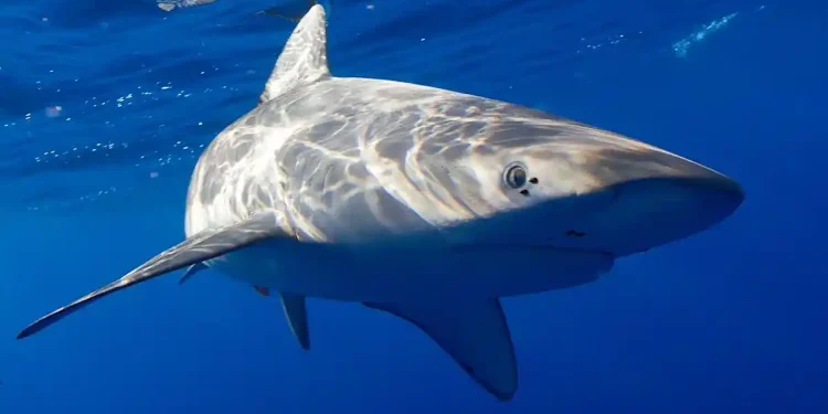 Shark