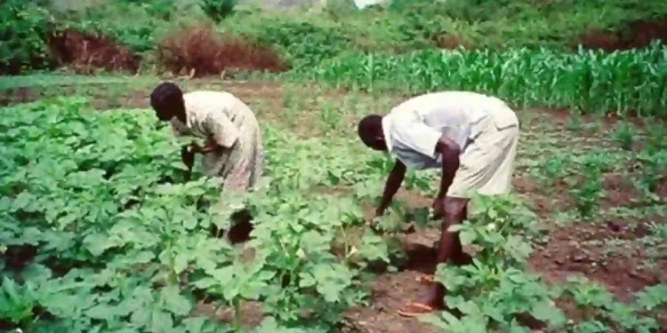FG Projects N3trn Annual Savings as 14 Million Farmers Enter Cassava-to-Ethanol Programme
