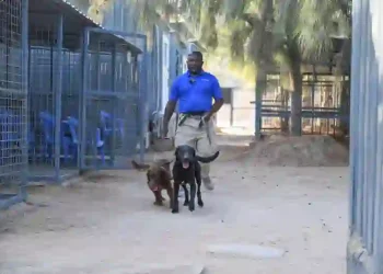 Inside the Daily Routine of Mogadishu's Explosive Detection Dogs