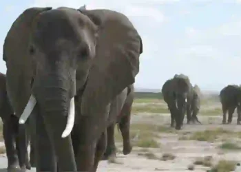 Fatal Elephant Attack Sparks Panic in Oyo Community, One Dead, Another Missing