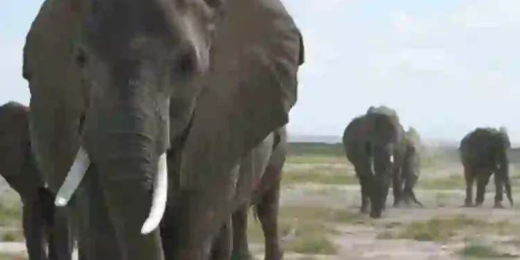 Fatal Elephant Attack Sparks Panic in Oyo Community, One Dead, Another Missing