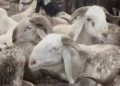 Eid-el-Kabir: Dutse Butchers Predict Increase In Slaughter Charges
