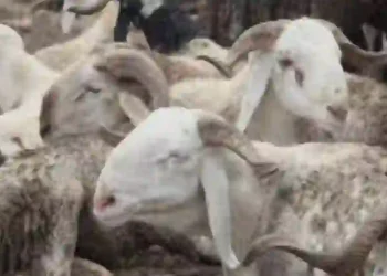 Eid-el-Kabir: Dutse Butchers Predict Increase In Slaughter Charges