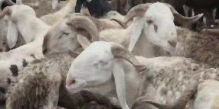 Eid-el-Kabir: Dutse Butchers Predict Increase In Slaughter Charges