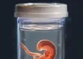 Israeli Citizen Nabbed In Alleged Embryo Trafficking Operation