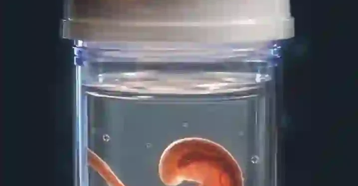 Israeli Citizen Nabbed In Alleged Embryo Trafficking Operation