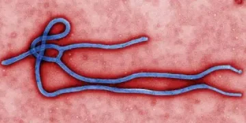 **Fresh Ebola Outbreak Claims 65 Lives**