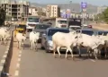 FG identifies 470 grazing reserves to end open cattle grazing