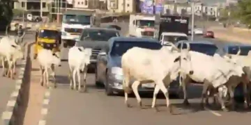 FG identifies 470 grazing reserves to end open cattle grazing