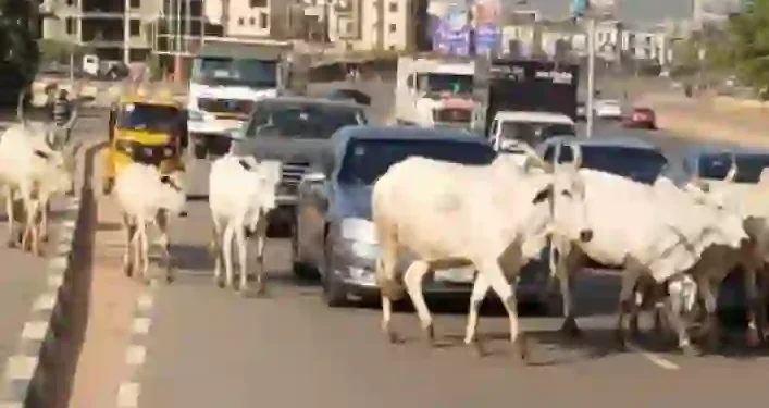 FG identifies 470 grazing reserves to end open cattle grazing