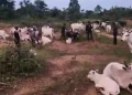 Kogi Security Forces Recover Over 1,000 Rustled Livestock, Intensify Crackdown on Bandits