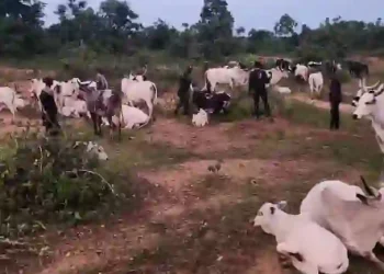 Kogi Security Forces Recover Over 1,000 Rustled Livestock, Intensify Crackdown on Bandits