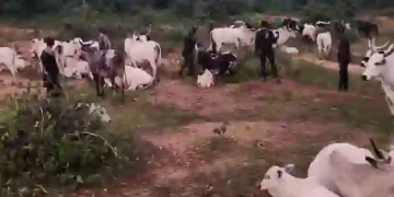 Kogi Security Forces Recover Over 1,000 Rustled Livestock, Intensify Crackdown on Bandits