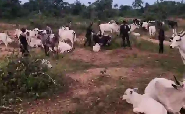 Kogi Security Forces Recover Over 1,000 Rustled Livestock, Intensify Crackdown on Bandits
