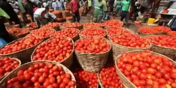 Nigeria May Face Rice, Tomato Shortages Within Three Months – OTACCWA