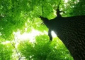 CITAD Plants 616 Trees in Northern Nigeria, Wants a Million