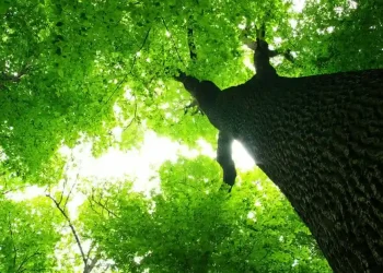 CITAD Plants 616 Trees in Northern Nigeria, Wants a Million