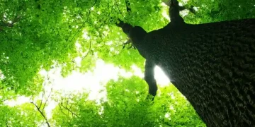CITAD Plants 616 Trees in Northern Nigeria, Wants a Million