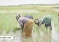 Climate change puts Nigeria’s food production at risk as farmers suffer heavy losses