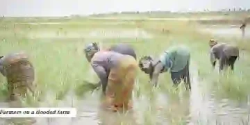 Climate change puts Nigeria’s food production at risk as farmers suffer heavy losses