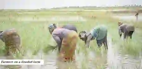 Climate change puts Nigeria’s food production at risk as farmers suffer heavy losses 10 Climate change puts Nigeria’s food production at risk as farmers suffer heavy losses