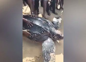 NESREA to Honour Lagos Community Leader Who Saved a Giant Endangered Sea Turtle