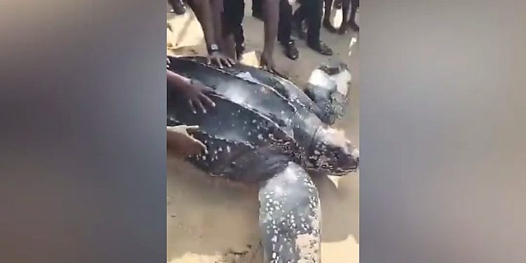 NESREA to Honour Lagos Community Leader Who Saved a Giant Endangered Sea Turtle